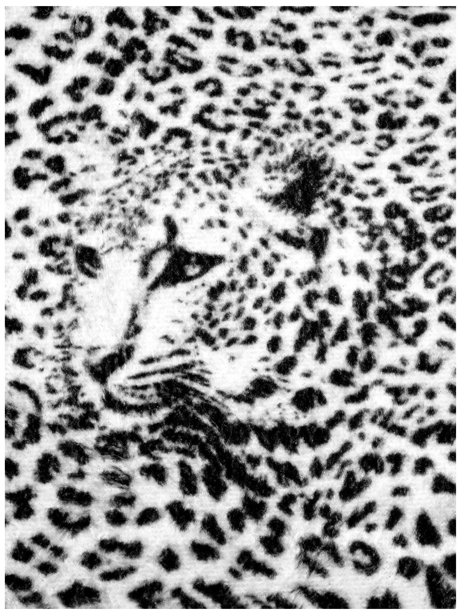 Fototapeta zwierzęta tygrys lew fototapety 20306V4A