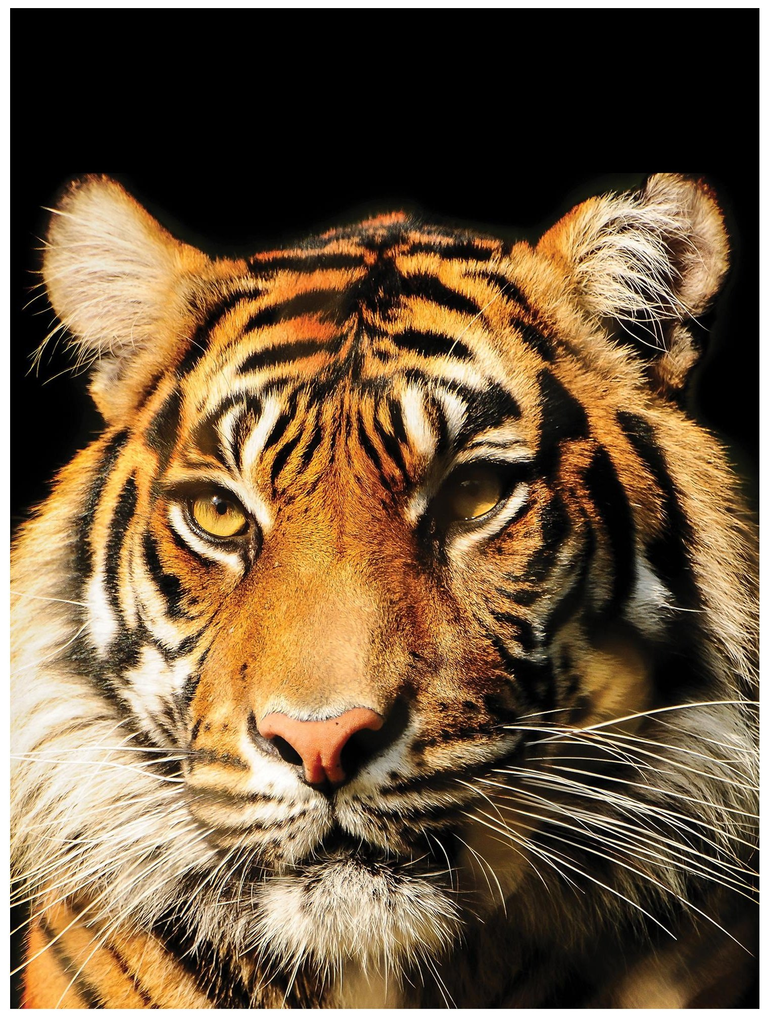 Fototapeta zwierzęta tygrys lew fototapety 20310V4A